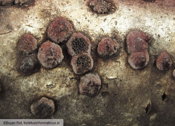 Hypoxylon fuscum