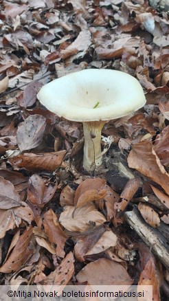 Infundibulicybe geotropa