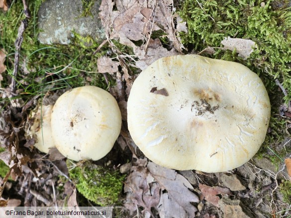 Tricholoma acerbum