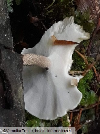 Polyporus ciliatus