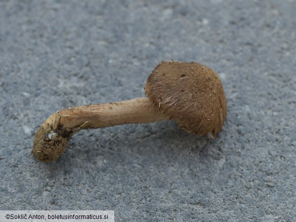Inocybe subcarpta