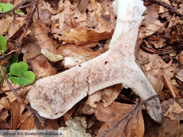 Russula densifolia