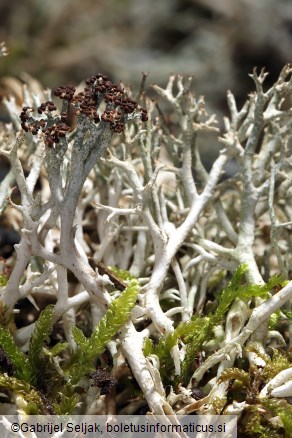 Cladonia rangiformis
