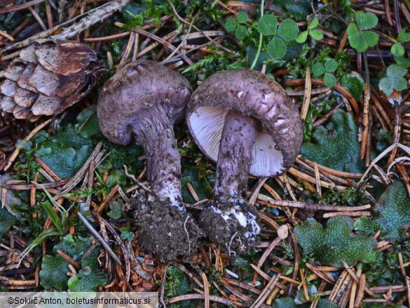 Lepiota fuscovinacea