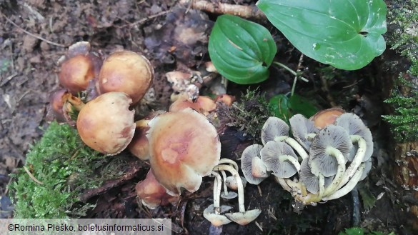 Hypholoma capnoides