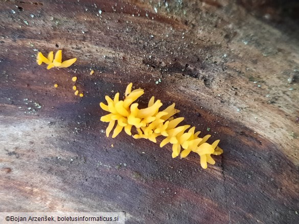 Calocera cornea