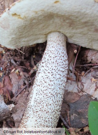 Leccinum aurantiacum