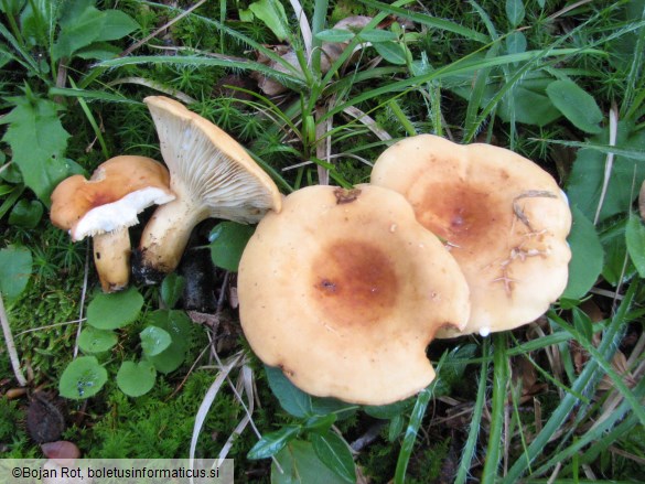 Lactarius volemus