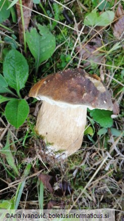 Boletus aereus