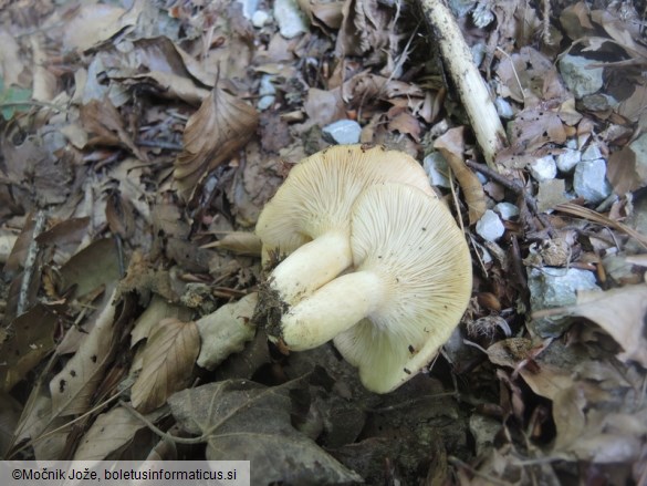 Lactarius illyricus