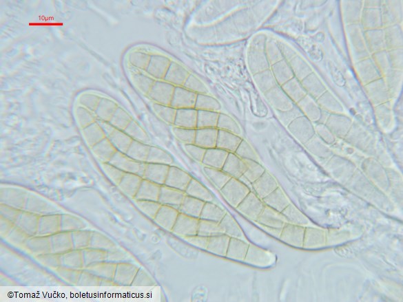Rhopographus filicinus