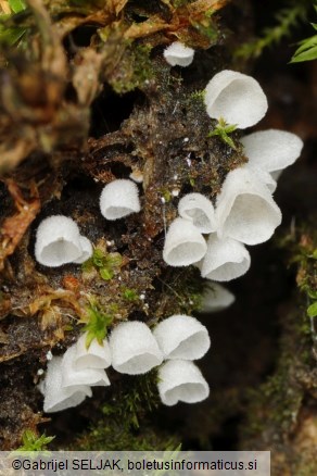Rimbachia arachnoidea