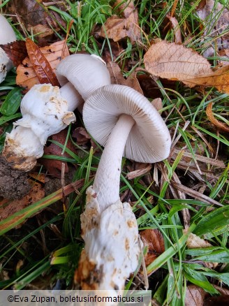 Amanita simulans