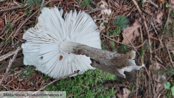 Amanita ceciliae