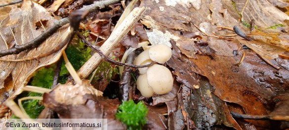 Cudoniella tenuispora