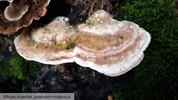 Trametes gibbosa