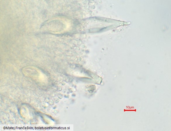 Hohenbuehelia petalodes
