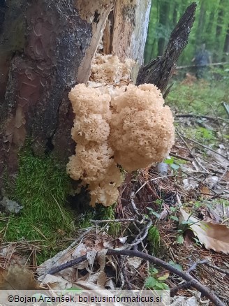 Sparassis crispa