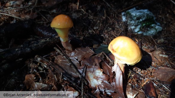 Suillus grevillei