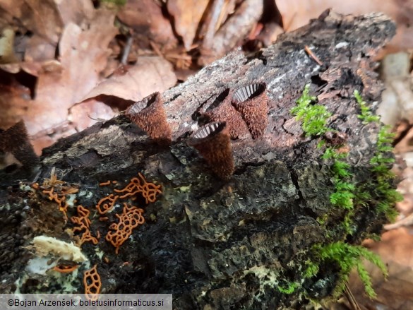 Cyathus striatus