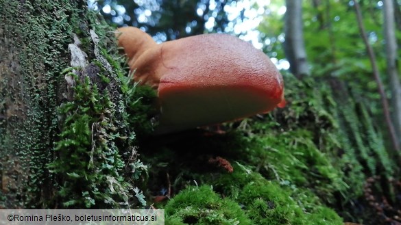 Fistulina hepatica