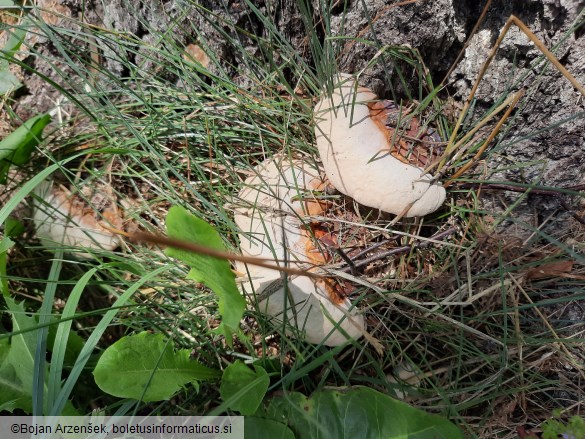 Ganoderma resinaceum