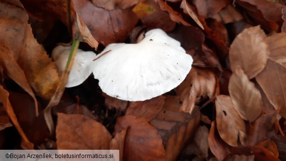 Hygrophorus eburneus