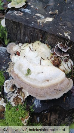 Trametes gibbosa