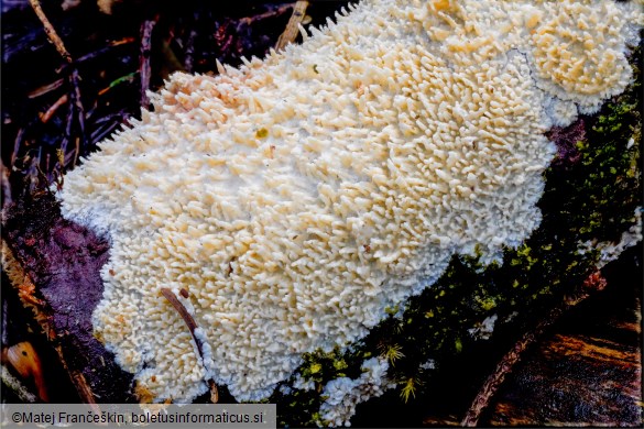 Xylodon radula