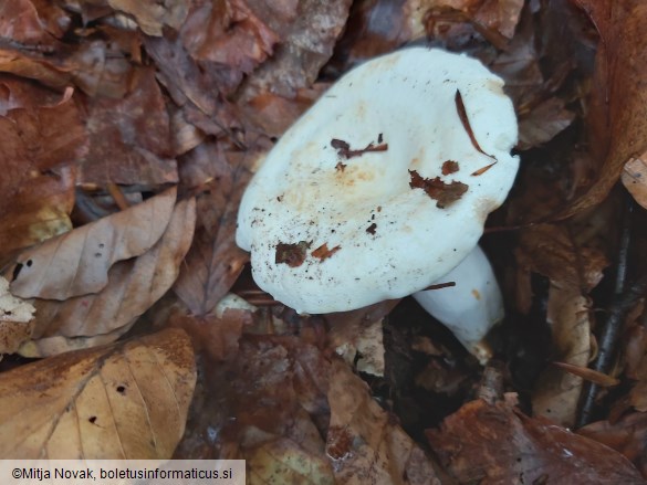 Lactifluus piperatus