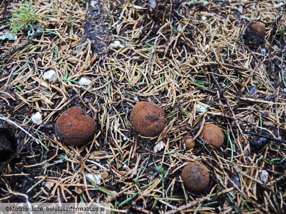 Elaphomyces muricatus