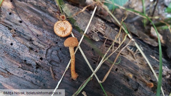 Flammulaster muricatus