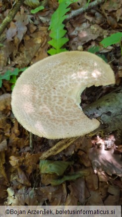 Polyporus tuberaster