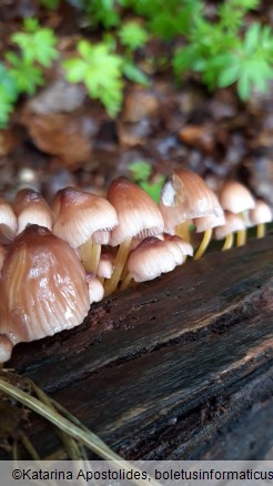 Mycena renati