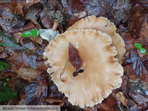 Clitocybe gibba