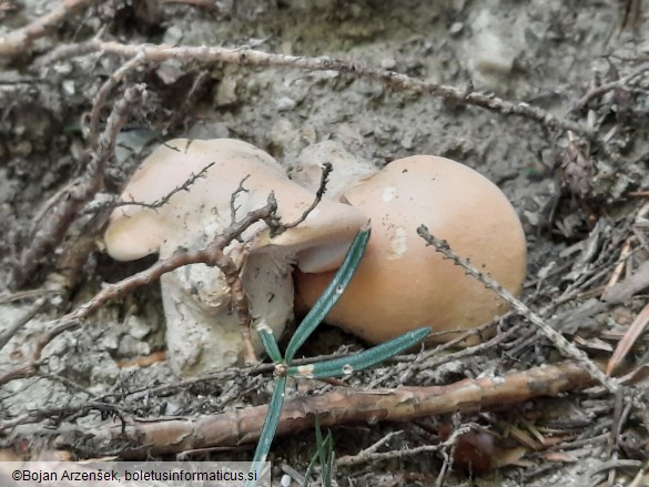 Hydnum repandum