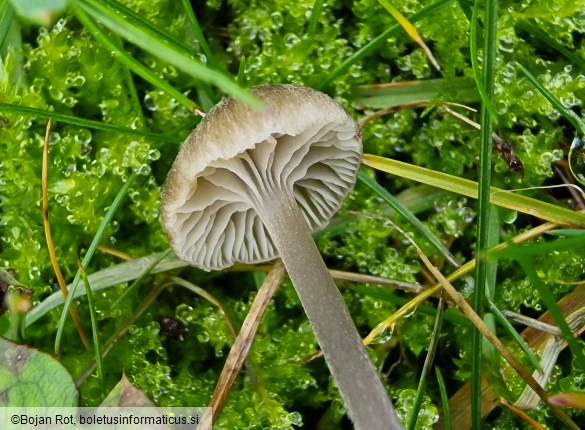 Entoloma undulatosporum