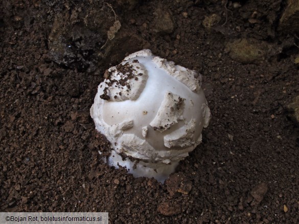 Amanita strobiliformis