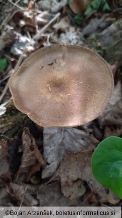 Polyporus ciliatus