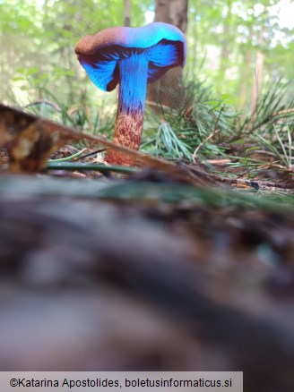 Cortinarius rubellus