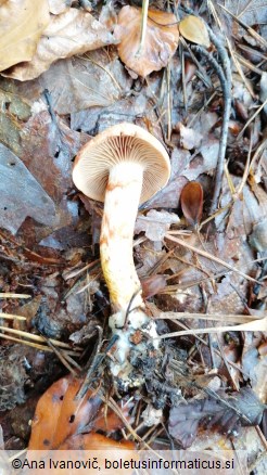 Cortinarius bolaris