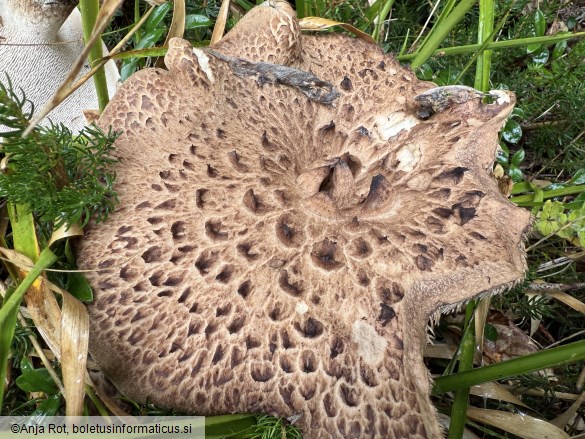 Sarcodon imbricatus