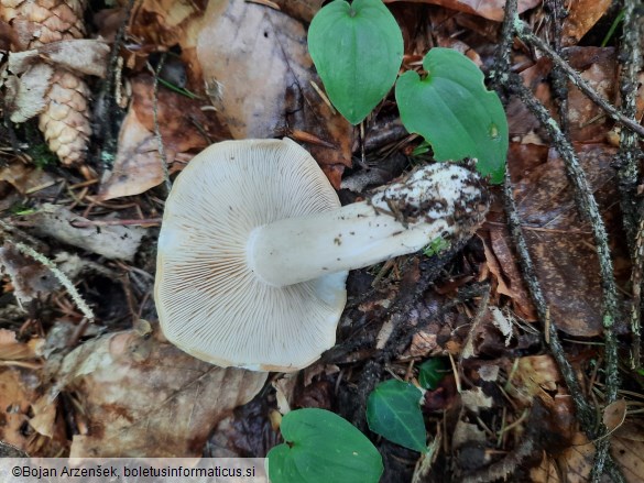 Calocybe gambosa