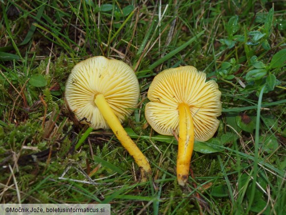 Hygrocybe chlorophana