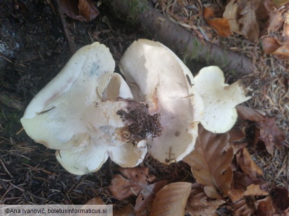 Albatrellopsis confluens