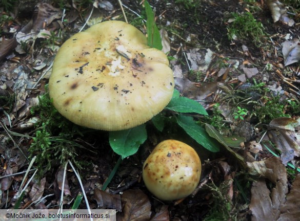 Russula foetens