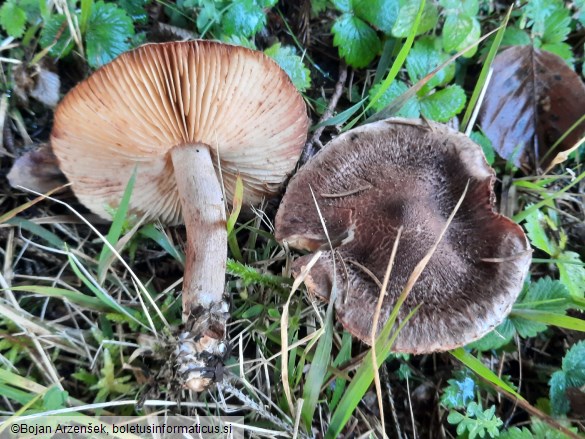 Tricholoma vaccinum