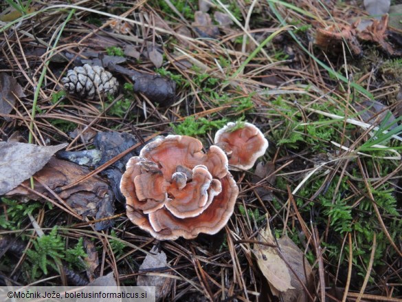 Phellodon tomentosus