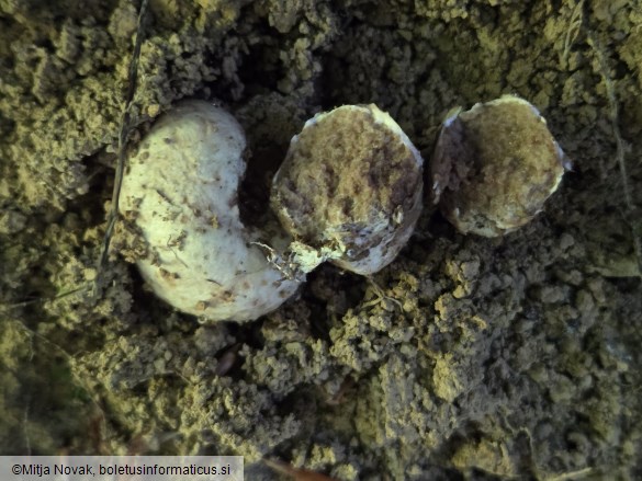 Octaviania asterosperma