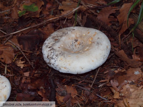 Lactifluus bertillonii